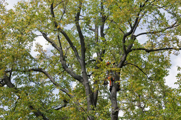 Best Tree and Shrub Care  in Manchester, MO